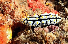 Raja Ampat 2016 - Phyllidia varicosa - Swollen phyllidia - Phyllidie verruqueuse - IMG_5002_rc